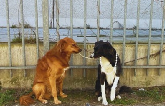 Lady & De Vage Hond