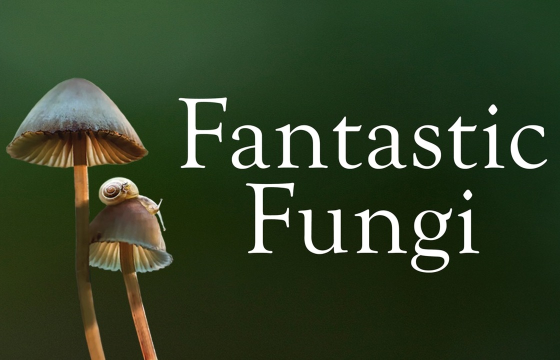 Filmavond Fantastic Fungi